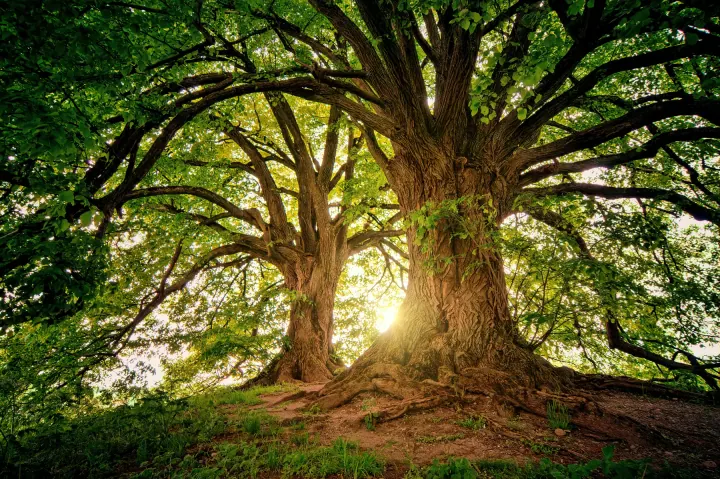 A deeply rooted tree from the association’s profile